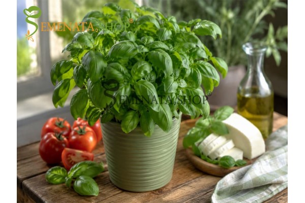 Семена на босилек за саксия и двор - Ocimum basilicum